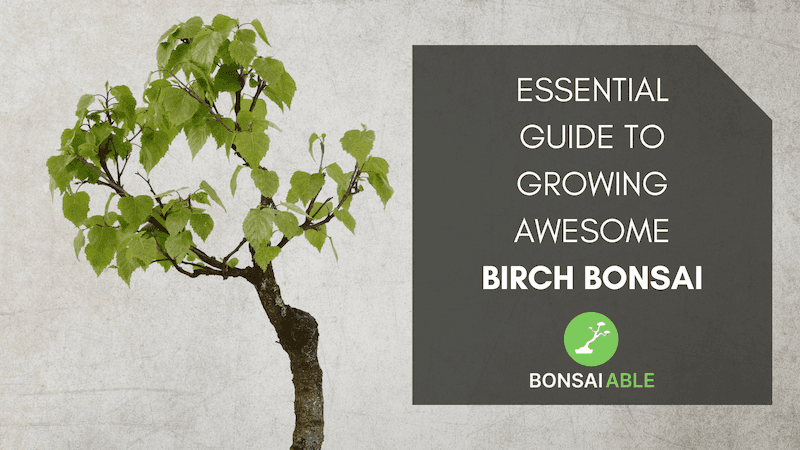 Birch Bonsai Tree Care - 2023 Update