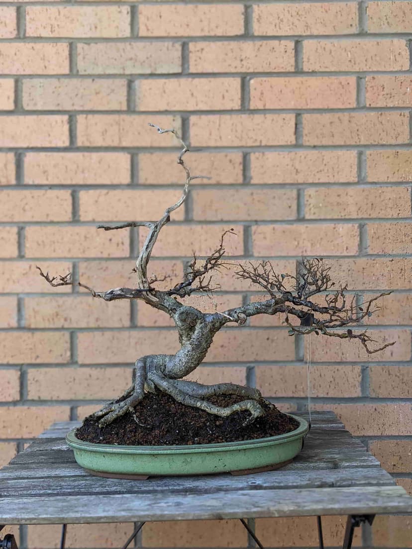 Cotoneaster Bonsai Tree Care Everything You Need To Know