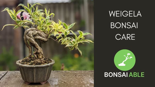 Weigela Bonsai Care