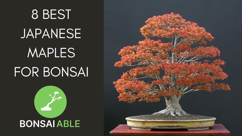 Wiring a Bonsai Tree: Everything You Need to Know - A-Z Animals
