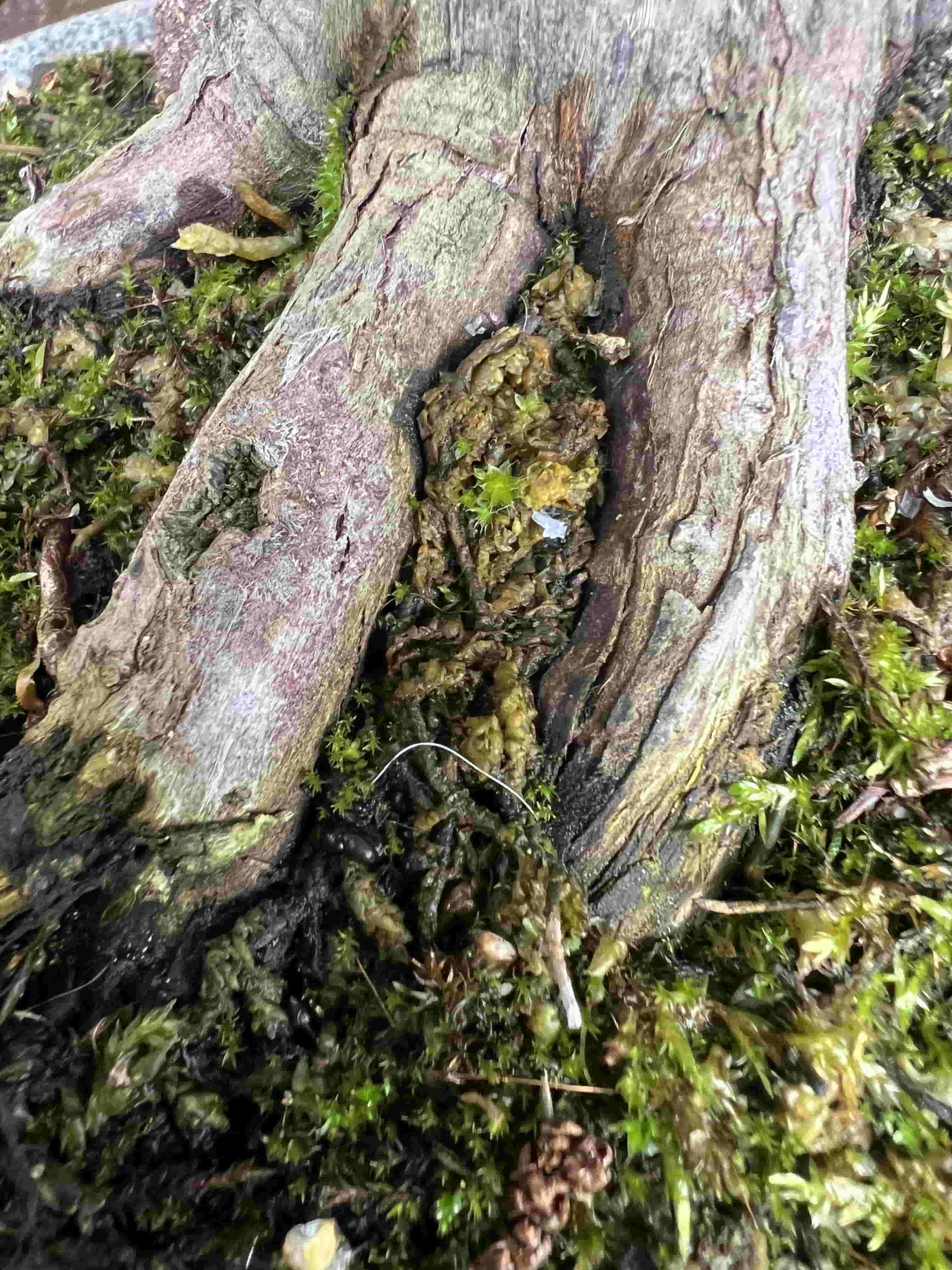 Sphagnum Moss - Plant Proper