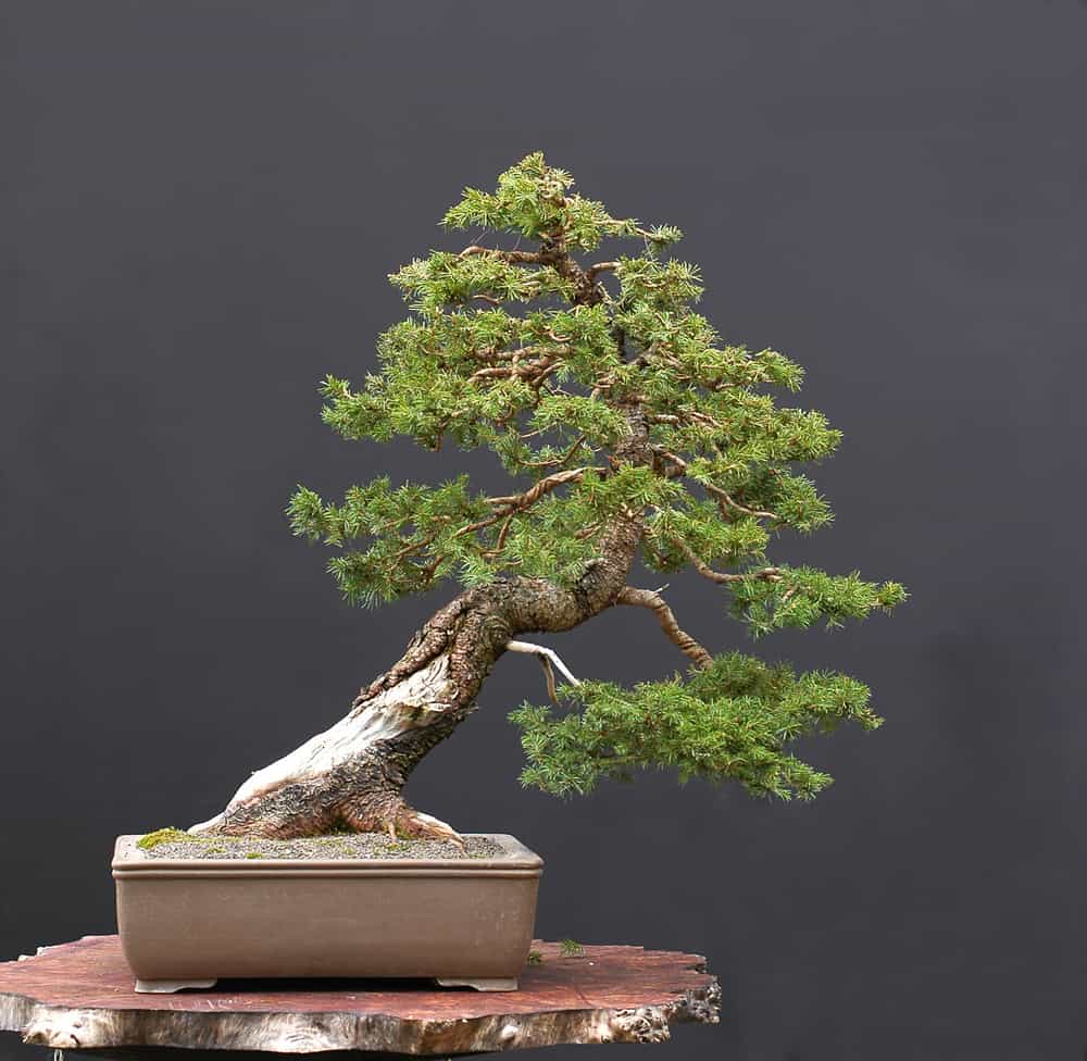 https://www.bonsaiable.com/static/blog/norway-spruce-bonsai-tree-care/walter-paul-spruce-bonsai.jpg